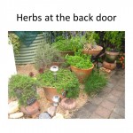 Herbs at your back door