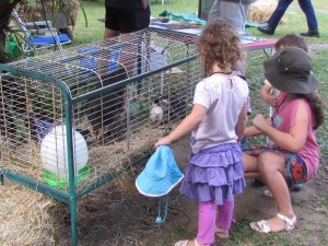 Chickens at Permaculture Expo