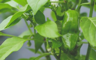 Harvest and Cook Together Workshop